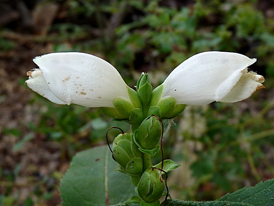 {Chelone glabra}